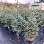 Smrek pichľavý (Picea pungens) ´GLAUCA´ - výška 120-150 cm, kont. C20L